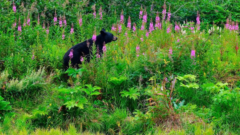 A black bear around the Kenai National Wildlife Refuge one of many different animals to see on this Ultimate Alaska Adventure