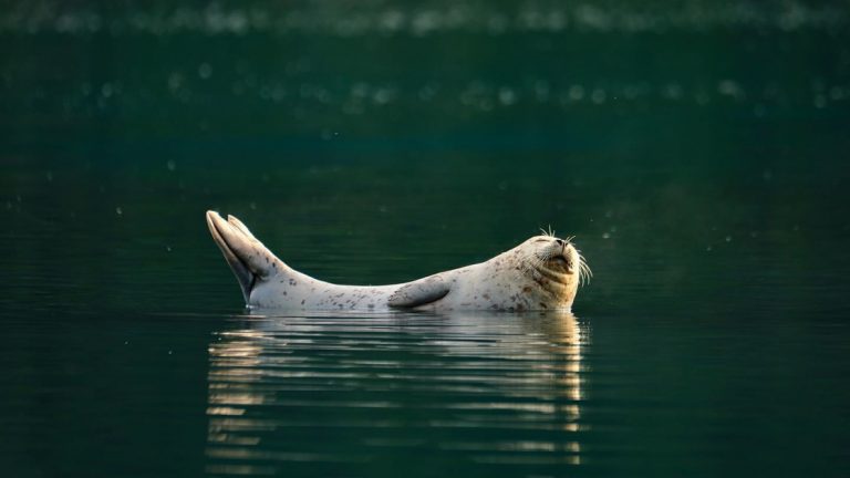 A cute seal plays in the waters around the Kenai National Wildlife Refuge one of many different animals to see on this Ultimate Alaska Adventure