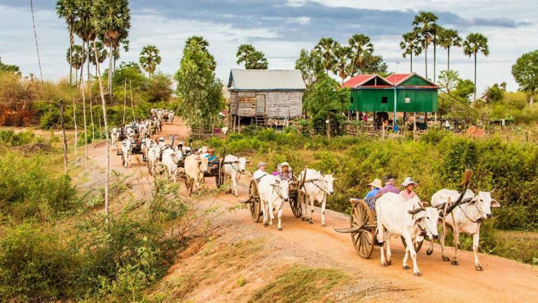 A long line of ox carts roll down a rural road through a village in Cambodia during a National Geographic Mekong River cruise,