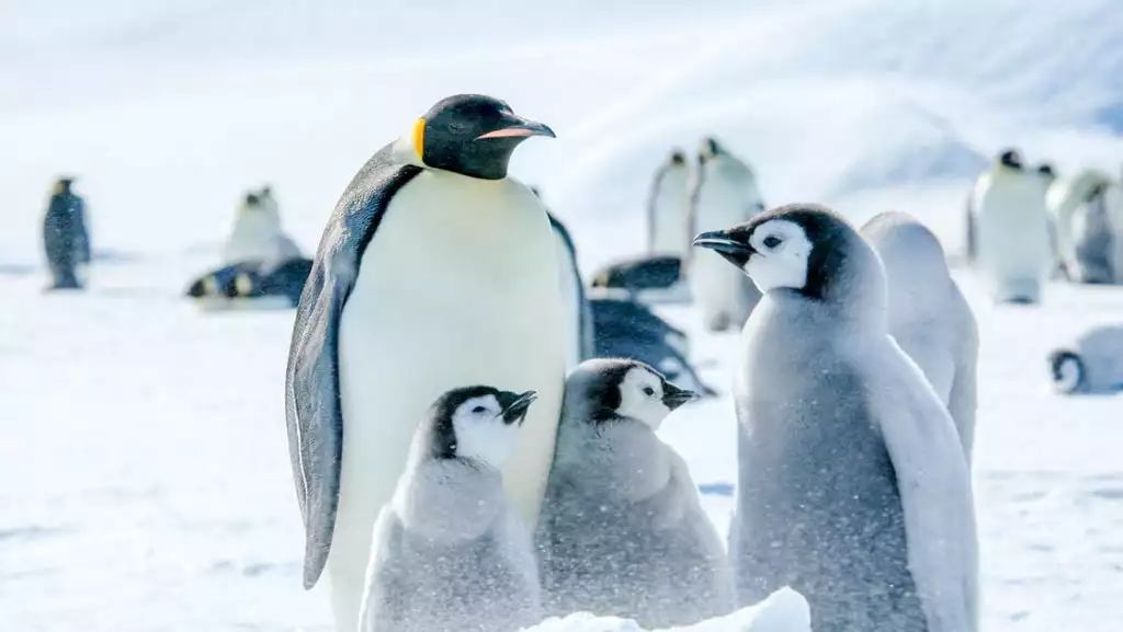 family of emperor penguins sits on snow in the sun, with fuzzy gray chicks by parent with gray back, white chest & black head.