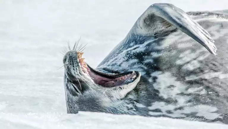 Weddell seal in mottled black & white spots lays on snow, raises flipper & yawns on a sunny day in Antarctica.