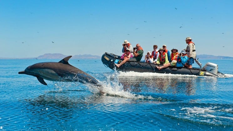 group of adventure travelers in a zodiac skiff watch a dolphin jump out of the water on the whales and wildness spring in the sea of cortez small ship cruise