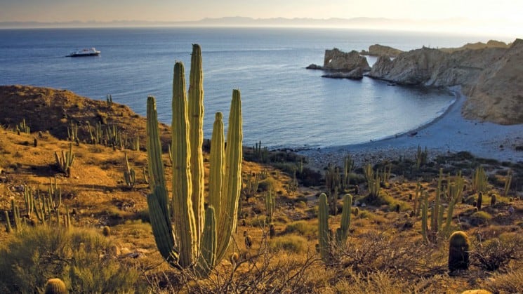 overlooking the sea of cortez from a field of cacti on a sunny day in baja california