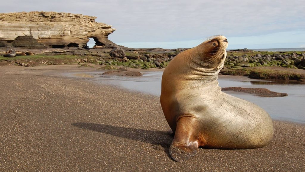 During golden hour a sea lion poses for a wildlife portrait on a sandy beach in the Galapagos.