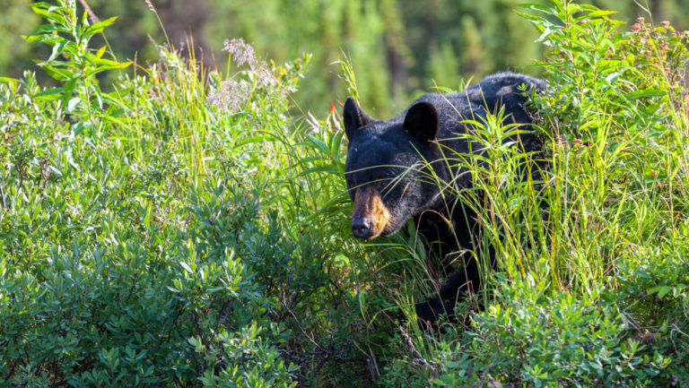 black bear walking through the tall green grass in alaska