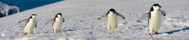 Small penguins seen on land from a small ship in Antarctica. 