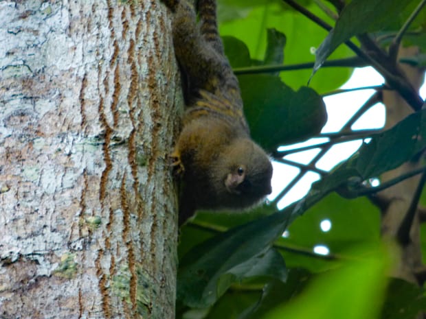 A monkey climbing a tree in the Ecuadorian Amazon jungle. 