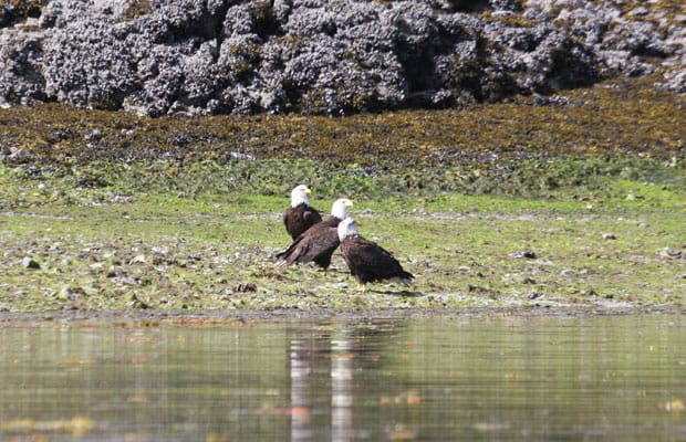 group of alaska bald eagles on shore looking to the side with rocks behind them