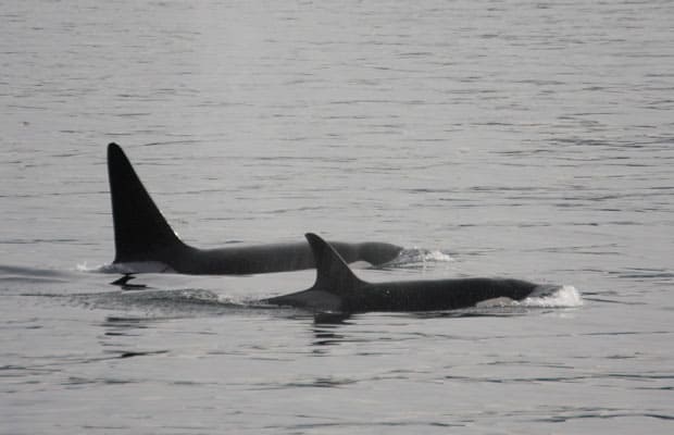 two alaskan orca swimming on in calm water on an overcast day