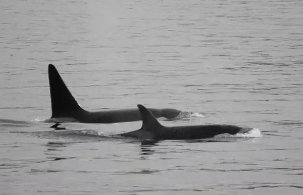 two alaskan orca swimming on in calm water on an overcast day
