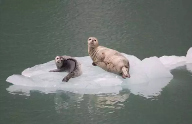 parent and baby seal laying on floating sea ice in alaska seen from a small ship cruise