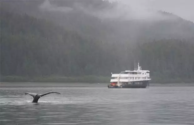 whale tail comes above water in front of a small ship on a misty day in alaska