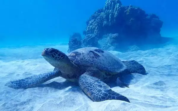 green sea turtle sits on the sandy ocean floor with a blue coral hawaiian seascape behind it