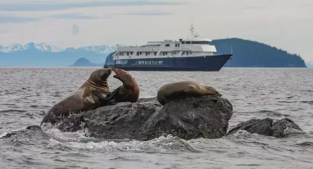 Three sea lions on rocks in front of a blue-hulled small ship cruise in Alaska.