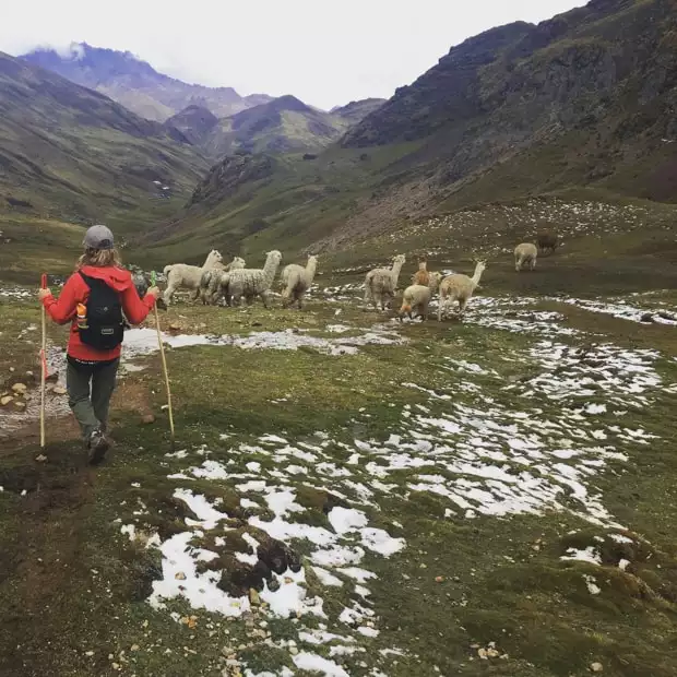 A large group of Alpacas walking in a grassy hillside with a traveler hiking behind with mountains surrounding and sprinkles of snow.