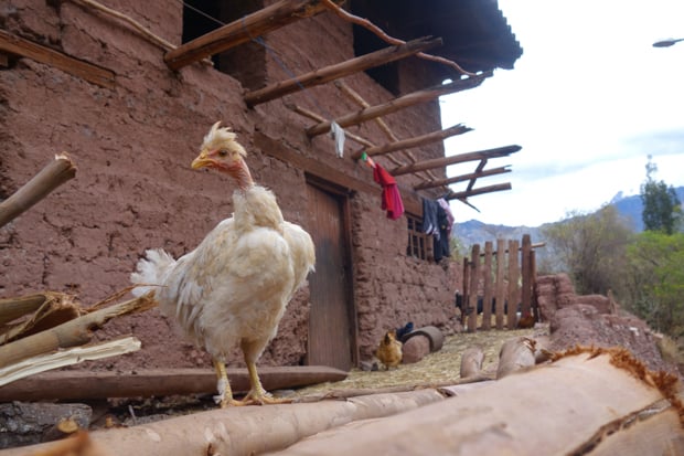 White chicken perched on top of a log next to a rustic clay house.