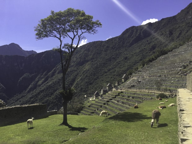 Llamas eating and laying down among the ruins at Machu Picchu. 