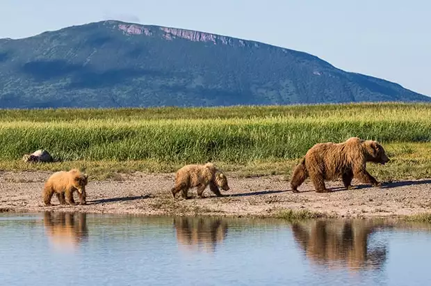 Three coastal brown bears walking along a pond with their reflections showing and a green meadow behind them in Alaska.