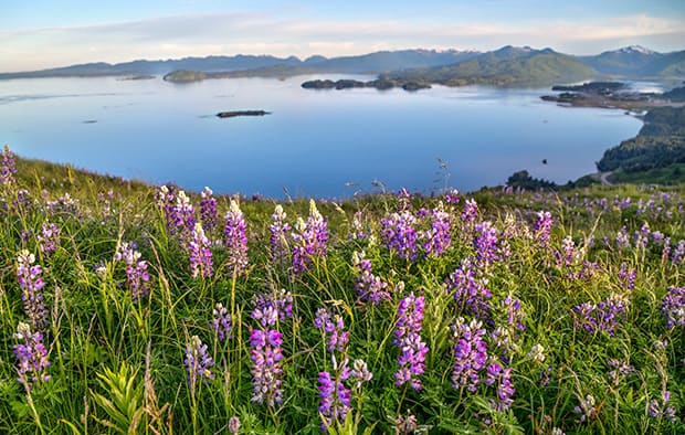 A scenic view of a mountainside of lupine flower plant  overlooking an Alaskan shoreline and water.