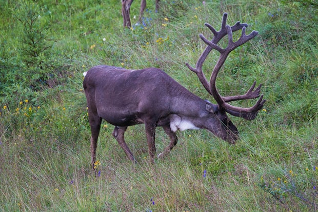 A caribou with large antlers munching on grass on a wildflower filled hillside.