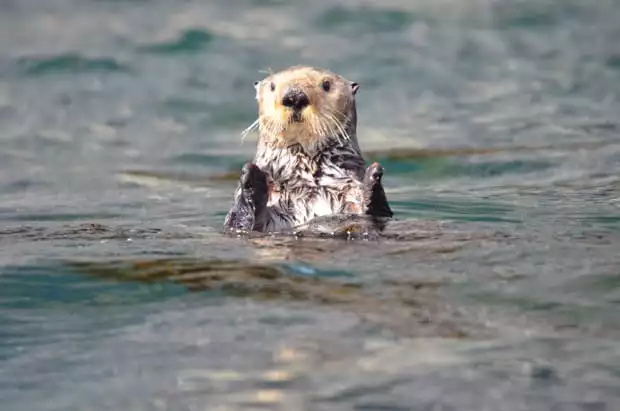 A sea otter floating in the water in Alaska.