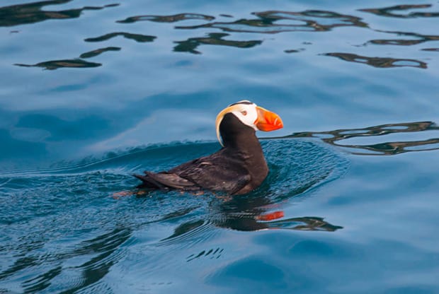 A tuffted puffin swimming with bright orange beak long blonde eyebrows and black body.