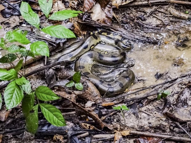 An anaconda in the mud in the Peruvian Amazon jungle. 