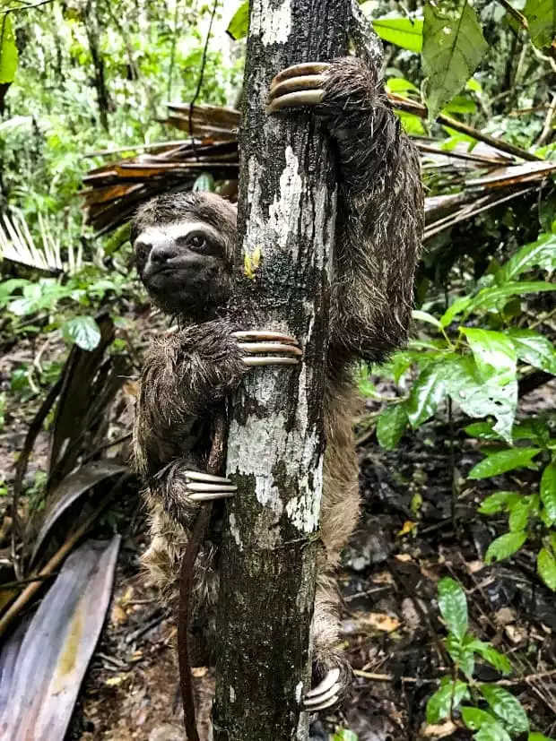 A three-toed sloth holding onto a tree trunk in the Peruvian Amazon jungle.
