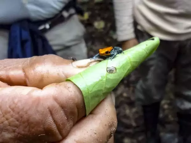 A poisonous dart frog sitting on leave wrapped around a man's finger.