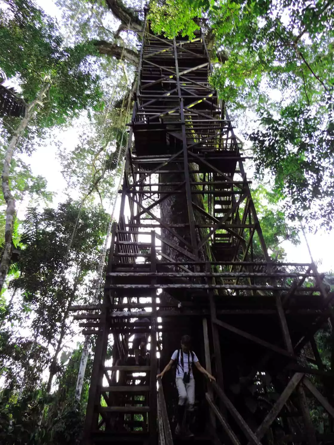 Wooden staircase to the suspended bridge with a Amazon traveler walking down in the jungle.