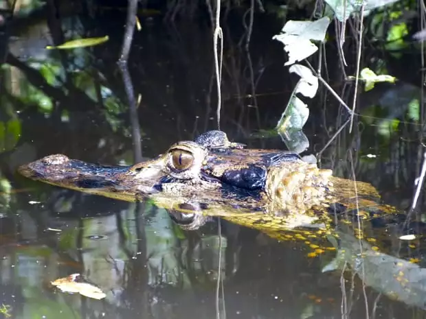 Crocodile swimming in the river in the Amazon.