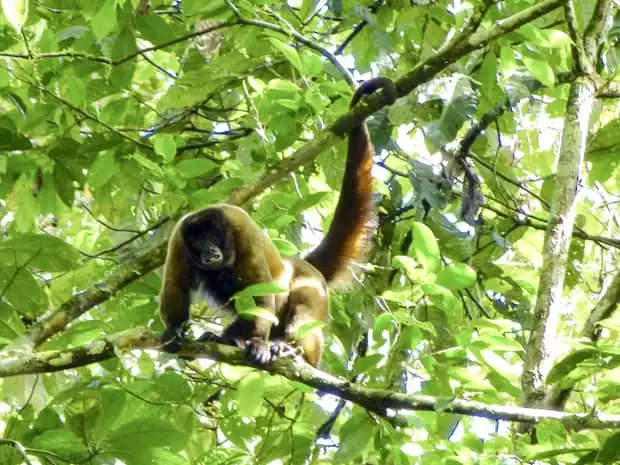 A monkey perched on a tree branch with its tail hooked around a branch in the canopy of the Amazon jungle.