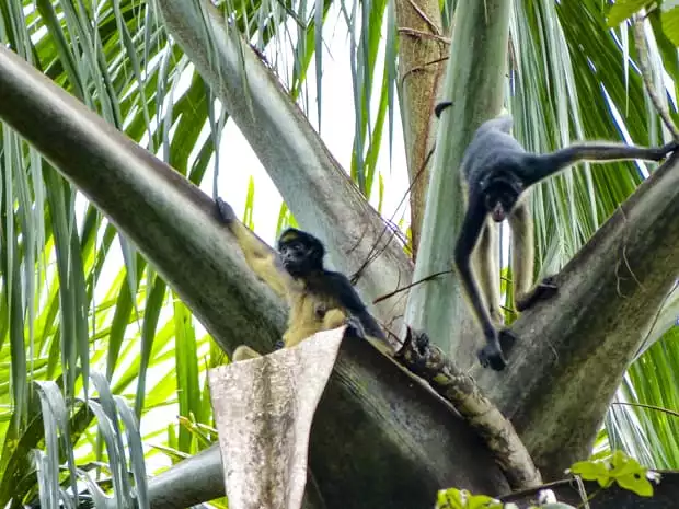 2 small monkeys sitting and standing on palm fronds in Ecuador.