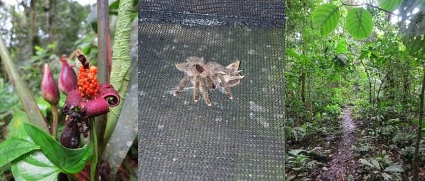 View of a orchid, hairy tarantula and wet jungle trail in the Amazon.