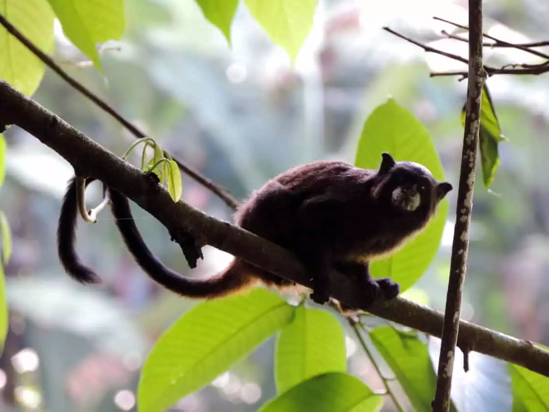 A small monkey hanging onto a branch in the Amazonian jungle.