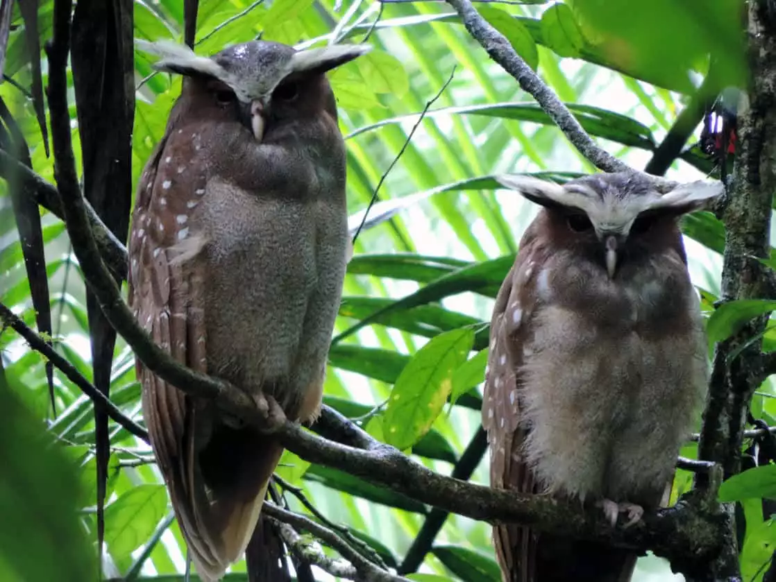 2 owls perched on top of a branch in the Amazon jungle.