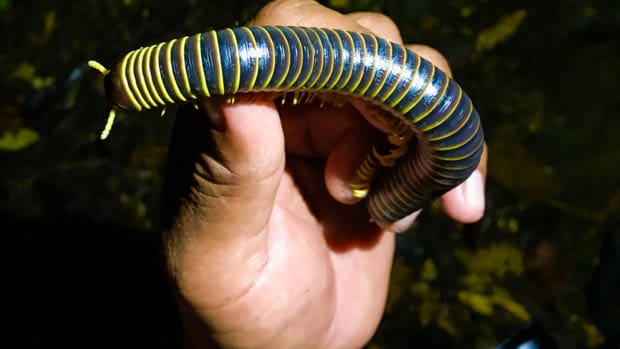 A man holding a large millipede. 