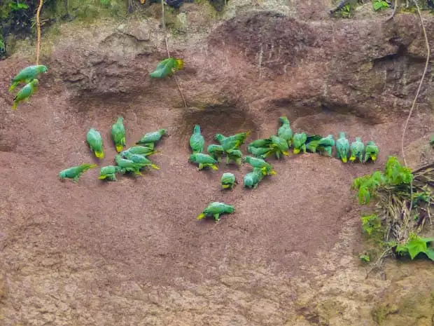Group of parrots hanging around the clay lick in the Ecuadorian Amazon jungle. 