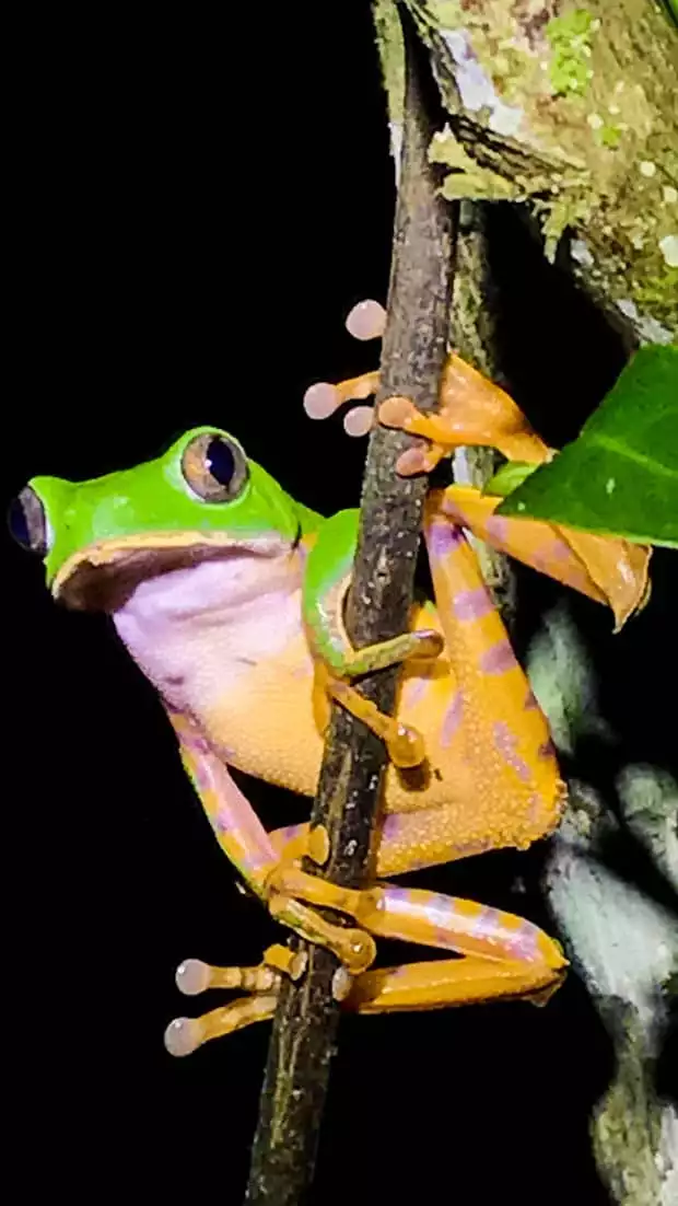 A bright colored frog holding onto a branch. 