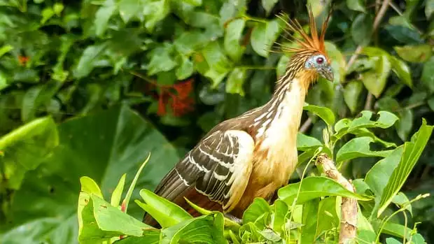 A hoatzin bird resting in the green trees in the Ecuadorian Amazon jungle. 