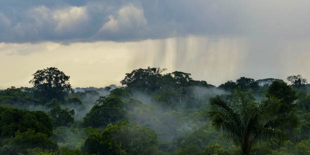 View from above the Ecuadorian jungle with rain falling in the distance. 