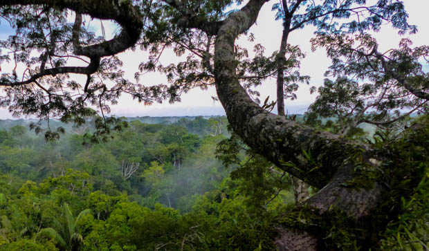 View of the mist through the trees in the Ecuadorian Amazon jungle. 
