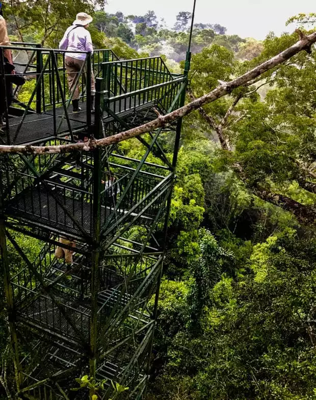 People walking up the canopy tower to view the Ecuadorian Amazon jungle from above. 