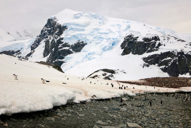Penguins on land seen from a small ship expedition cruise to Antarctica. 