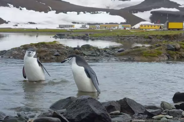 Penguins standing in water in Antarctica with a research station in the background. 
