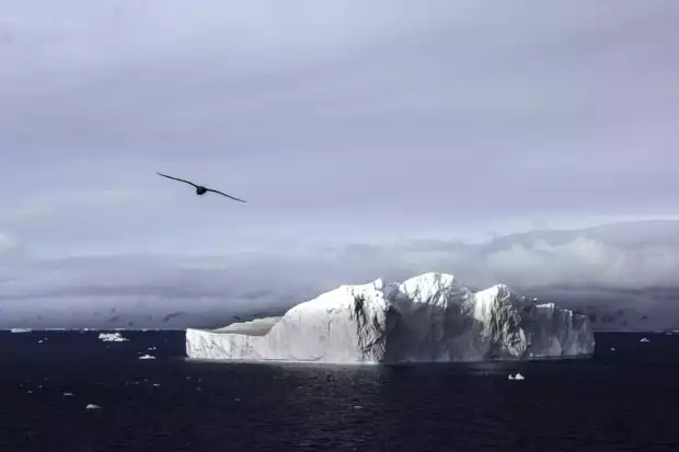 Bird flying over an iceberg seen from a small ship cruise in ANtarctica. 