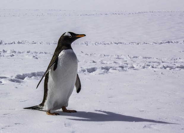 Penguin walking on snow seen from a small ship cruise in Antarctica. 