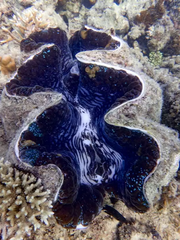 A giant clam underwater that is blue and white with iridescent green spots.