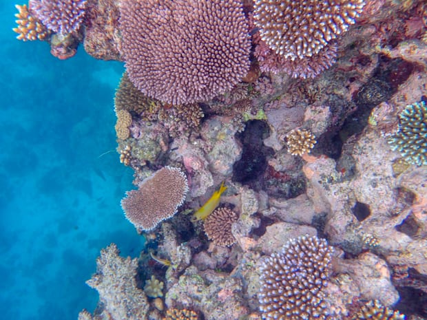 The Great Barrier Reef up close with a yellow fish swimming through and a blue dropoff into deeper water.