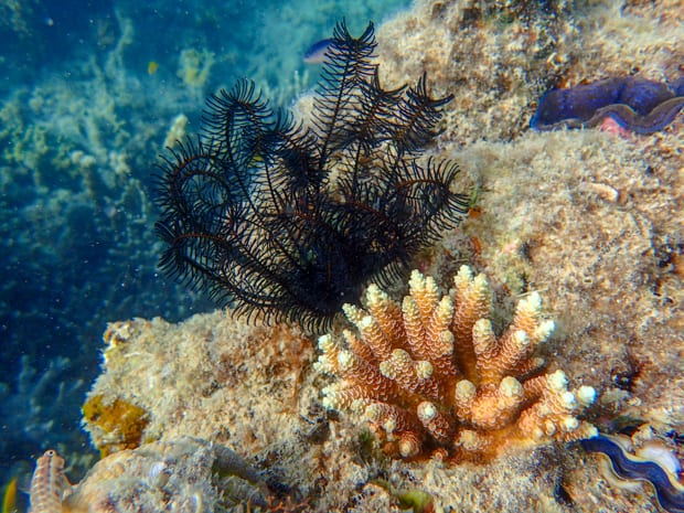 Close up of coral and giant clams.